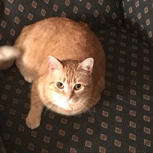 Meet your Posher, Morgan